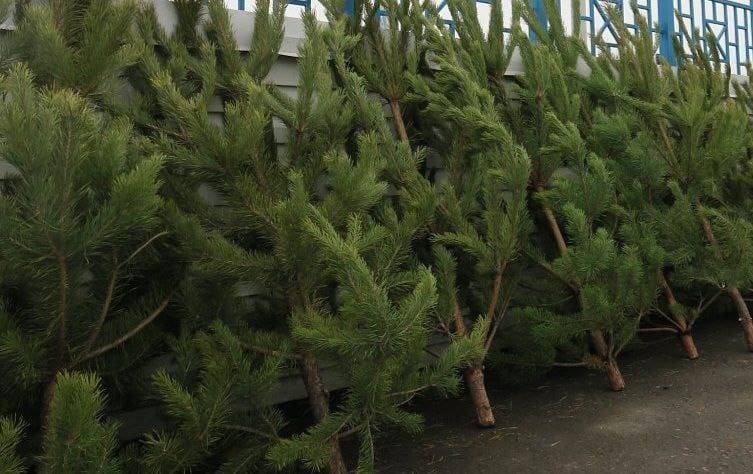 В Таганроге власти разрешили открыть елочные базары только по 13 адресам