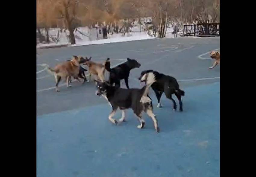 Бастрыкин заинтересовался фактом очередного нападения бродячей собаки на ребенка в Таганроге