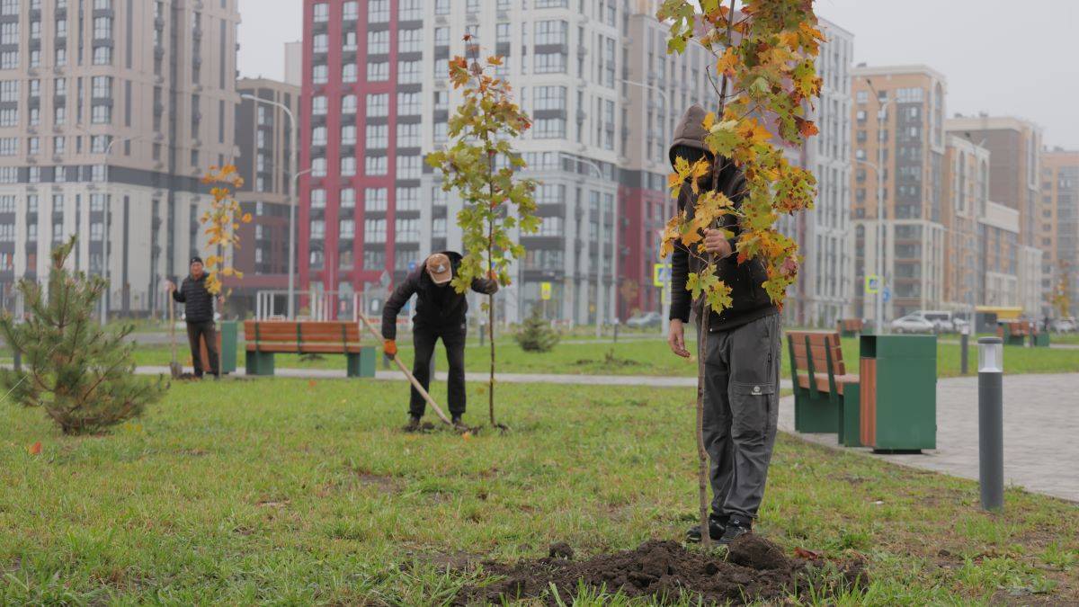 В «Новом Ростове» ЮСИ высадила более двух десятков деревьев-крупномеров, дающих устойчивую тень